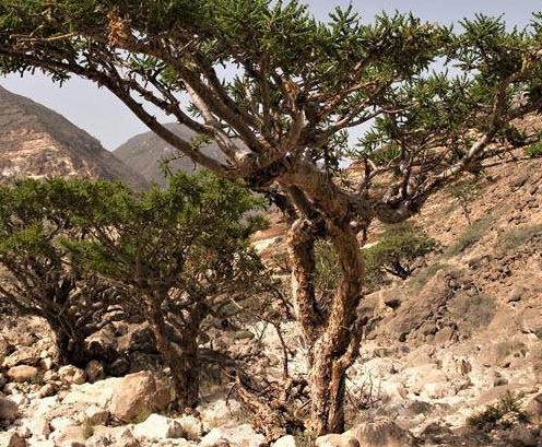 Foto - Faydaları saymakla bitmeyen bitki: Binbir derde deva, ağrıları azaltmada etkili! Neye iyi gelir?