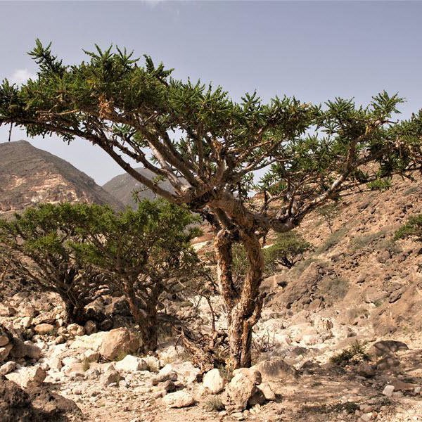 Foto - Faydaları saymakla bitmeyen bitki: Çam yağı! Meğer öyle bir faydası varmış ki, şu an duyan büyük şok geçirebilir