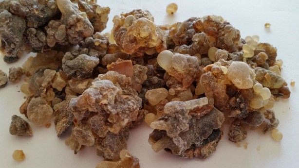 Faydaları saymakla bitmeyen bitki: Çam yağı! Meğer öyle bir faydası varmış ki, şu an duyan büyük şok geçirebilir