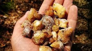 Foto - Faydaları saymakla bitmeyen bitki: Çam yağı! Meğer öyle bir faydası varmış ki, şu an duyan büyük şok geçirebilir