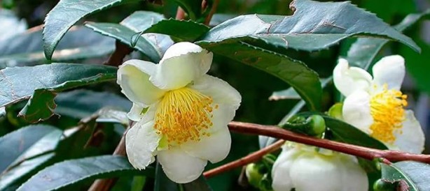 Foto - Faydaları saymakla bitmeyen bu çaya rağbet arttı! Metabolizmayı 4 kat hızlı çalıştırıyor, stresten arındırıyor