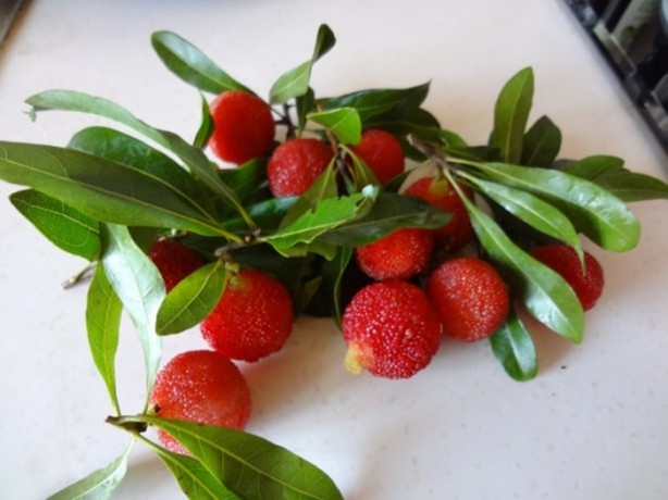 Foto - Faydaları saymakla bitmiyor!