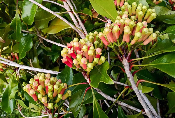 Foto - Faydaları saymakla bitmiyor! Bir damlası sineksiz bir gece geçirmenizi sağlayacak
