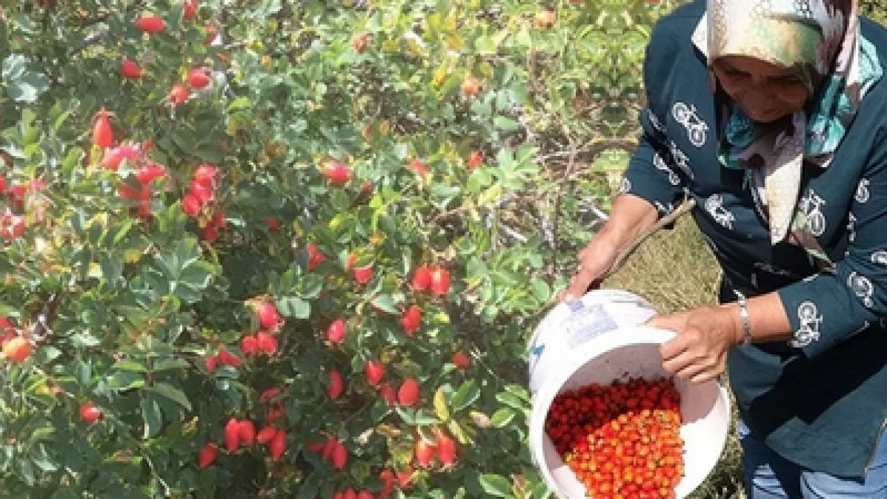 Faydaları saymakla bitmiyor: Kendiliğinden yetişiyor, Anadolu'da kovalarla toplanıyor! 