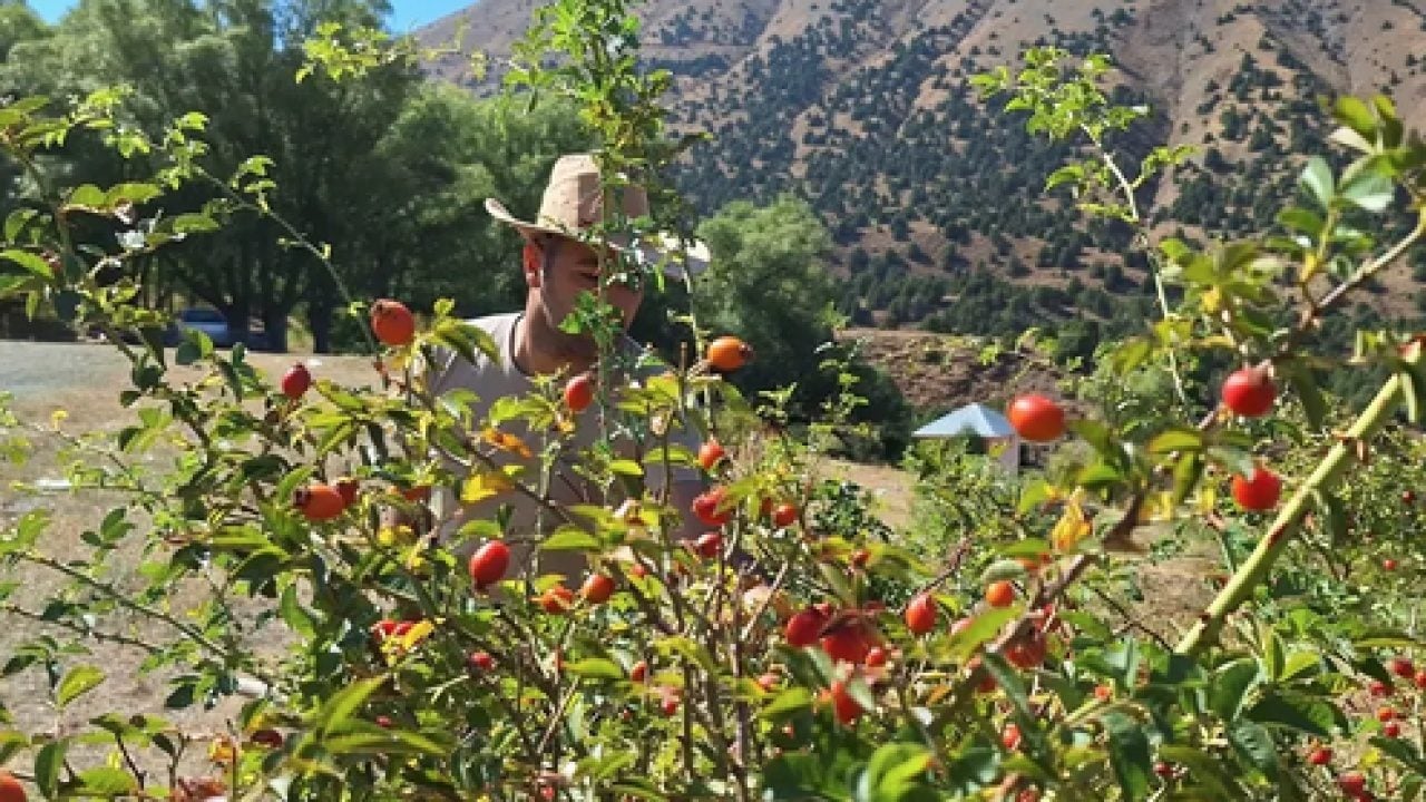 Foto - Faydaları saymakla bitmiyor: Kendiliğinden yetişiyor, Anadolu'da kovalarla toplanıyor! 