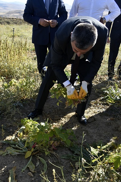 Foto - Faydaları saymakla bitmiyor! Kilosu tam 200 lira