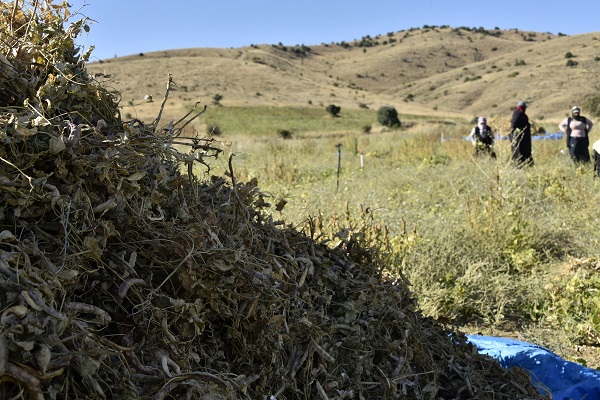Foto - Faydaları saymakla bitmiyor! Kilosu tam 200 lira