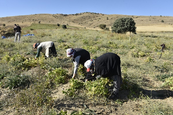 Foto - Faydaları saymakla bitmiyor! Kilosu tam 200 lira