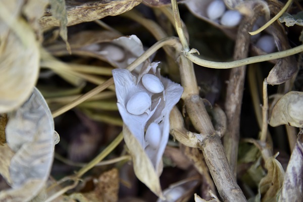 Foto - Faydaları saymakla bitmiyor! Kilosu tam 200 lira