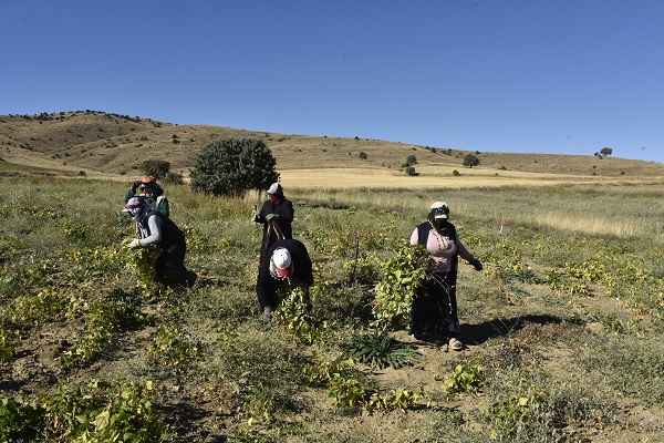 Foto - Faydaları saymakla bitmiyor! Kilosu tam 200 lira
