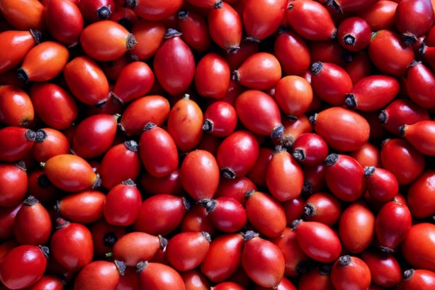 Foto - Faydaları saymakla bitmiyor! Kuşburnu bakın nelere iyi geliyor