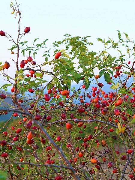 Foto - Faydaları saymakla bitmiyor! Kuşburnu bakın nelere iyi geliyor