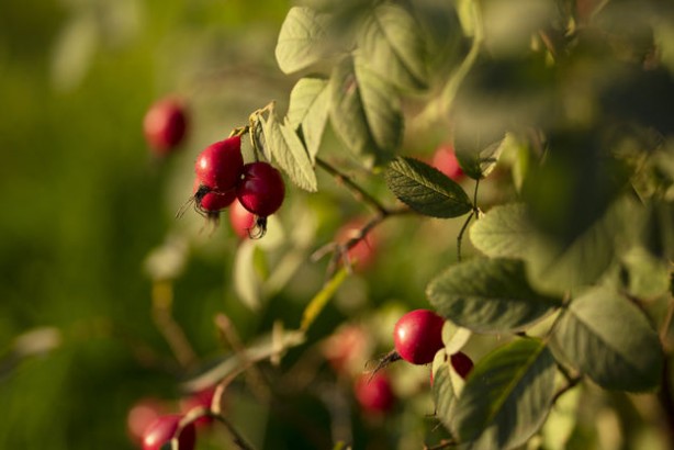 Foto - Faydaları saymakla bitmiyor! Kuşburnu bakın nelere iyi geliyor