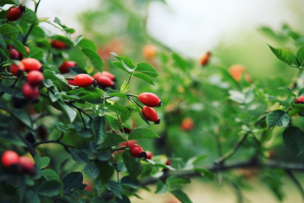 Foto - Faydaları saymakla bitmiyor! Kuşburnu bakın nelere iyi geliyor