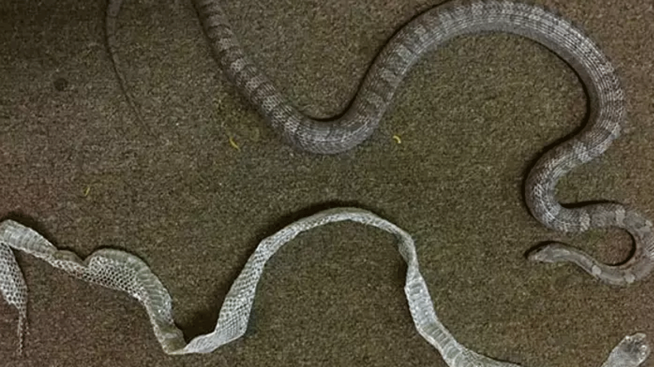 Foto - Faydaları saymakla bitmiyor! Vatandaşlardan yoğun talep geliyor!