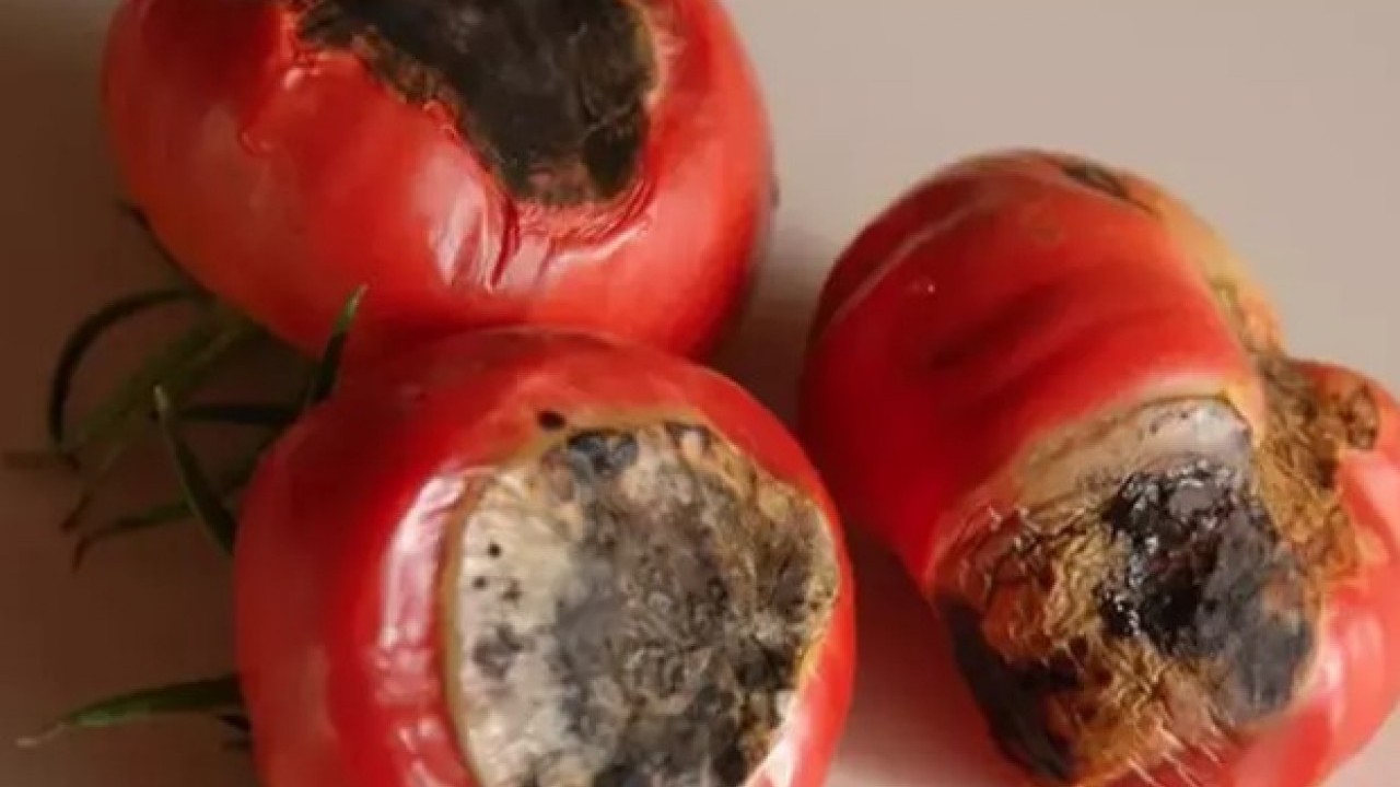 Foto - Faydalarını duyunca şok olacaksınız: Çürük domatesi sakın çöpe atmayın!