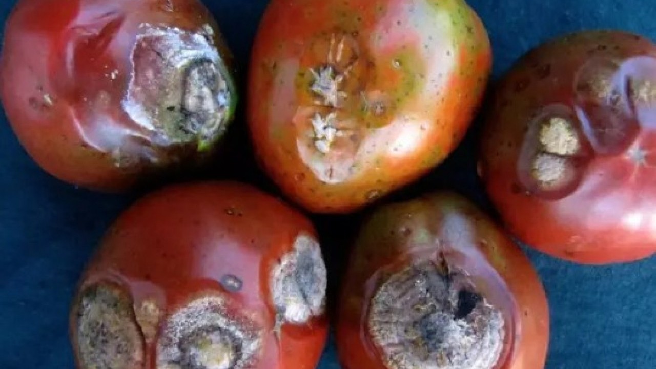 Foto - Faydalarını duyunca şok olacaksınız: Çürük domatesi sakın çöpe atmayın!