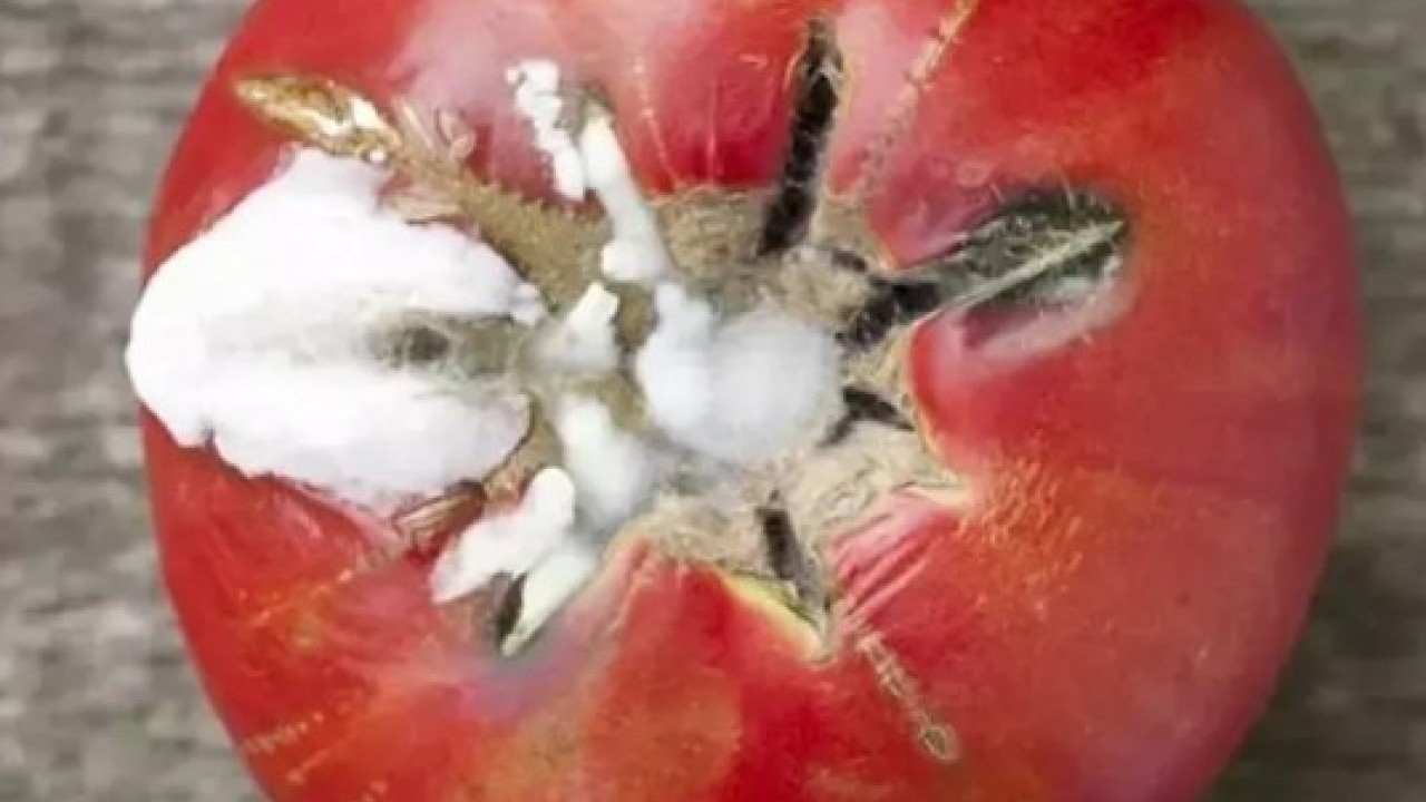 Foto - Faydalarını duyunca şok olacaksınız: Çürük domatesi sakın çöpe atmayın!