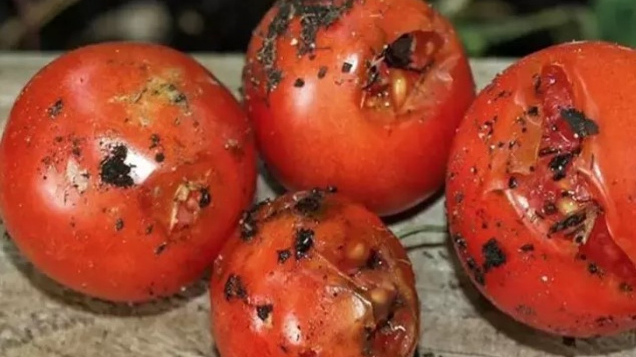 Foto - Faydalarını duyunca şok olacaksınız: Çürük domatesi sakın çöpe atmayın!