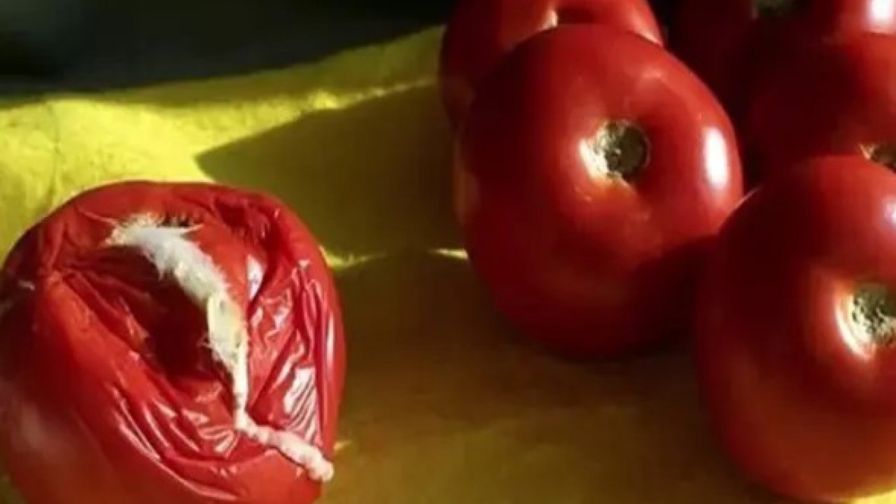 Foto - Faydalarını duyunca şok olacaksınız: Çürük domatesi sakın çöpe atmayın!
