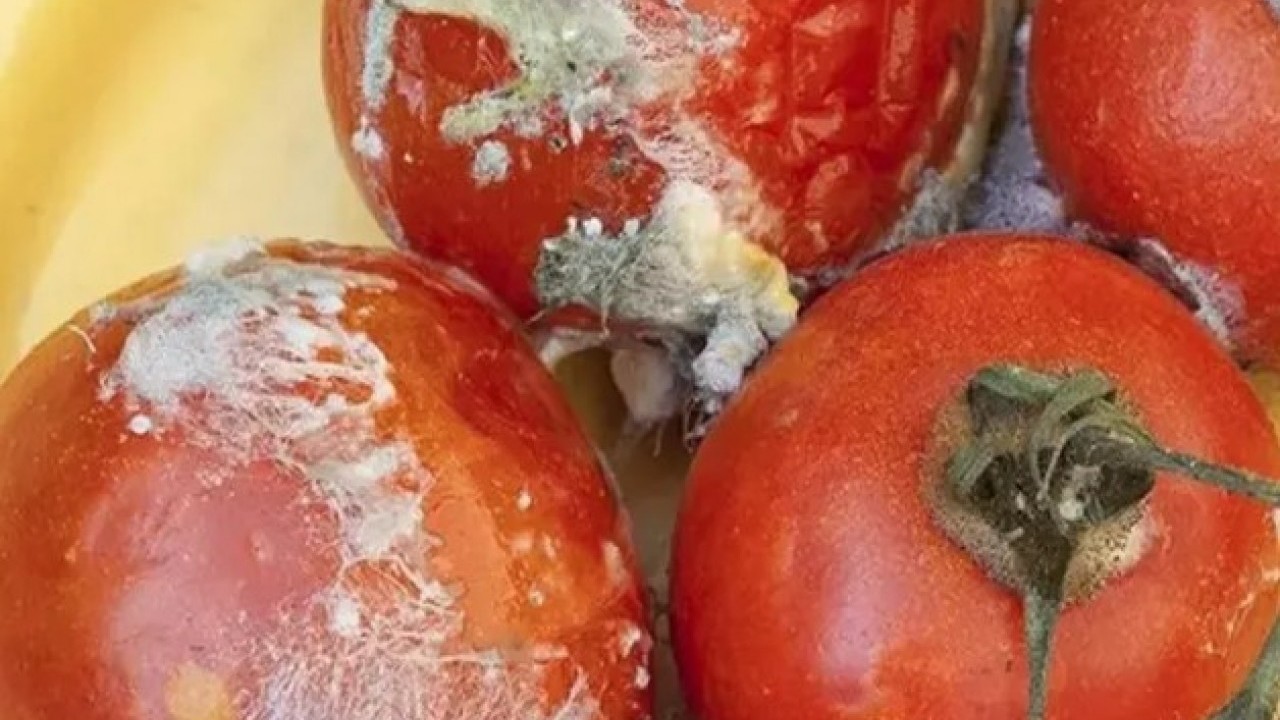 Foto - Faydalarını duyunca şok olacaksınız: Çürük domatesi sakın çöpe atmayın!