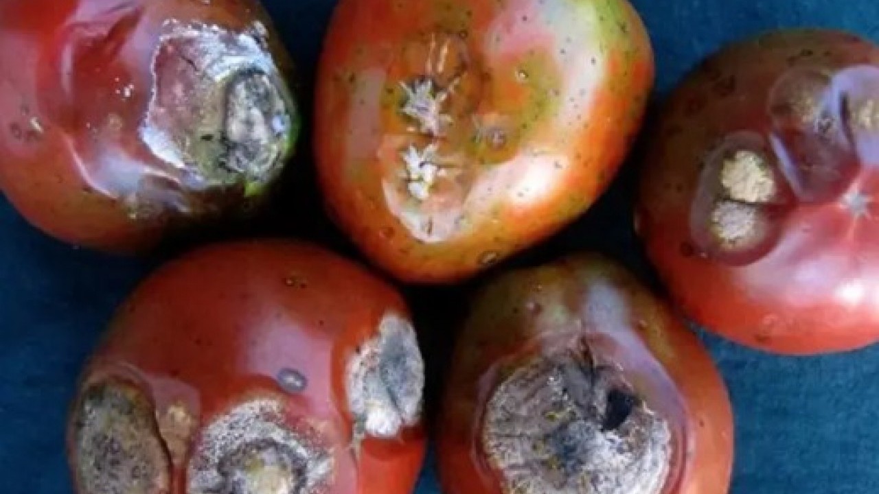 Foto - Faydalarını duyunca şok olacaksınız: Çürük domatesi sakın çöpe atmayın!