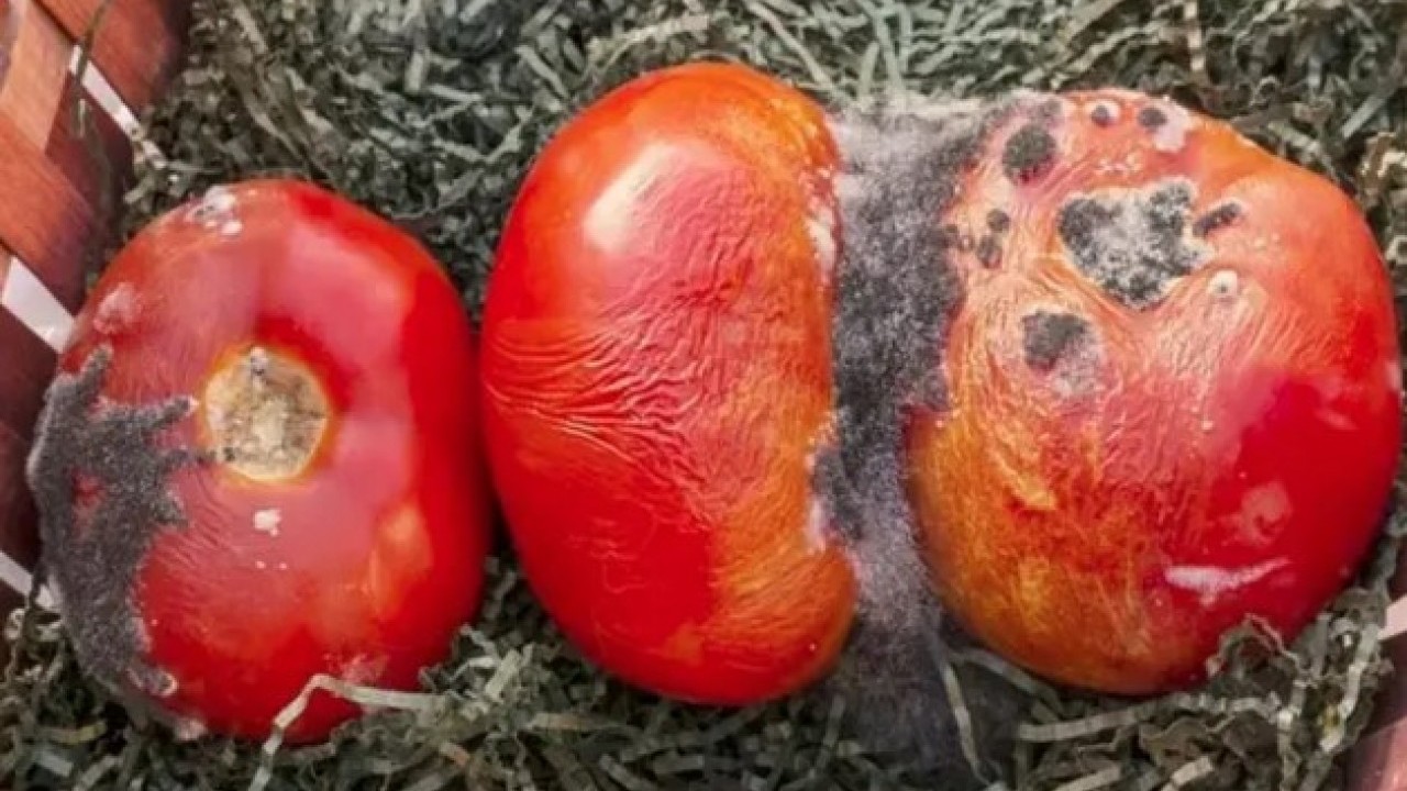 Foto - Faydalarını duyunca şok olacaksınız: Çürük domatesi sakın çöpe atmayın!