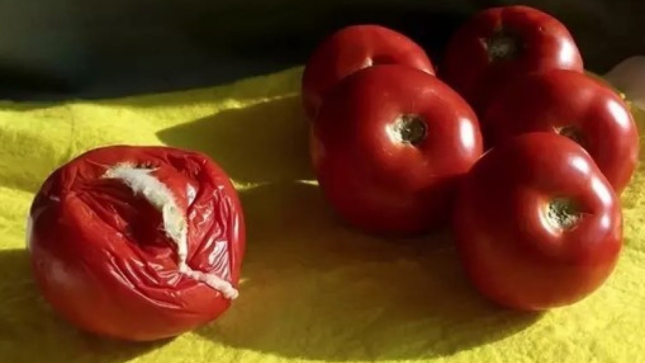 Faydalarını duyunca şok olacaksınız: Çürük domatesi sakın çöpe atmayın!