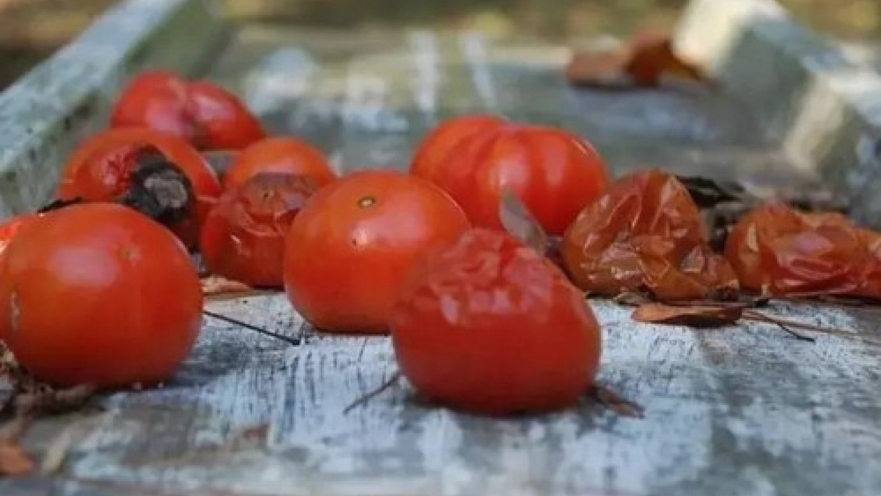 Foto - Faydalarını duyunca şok olacaksınız: Çürük domatesi sakın çöpe atmayın!
