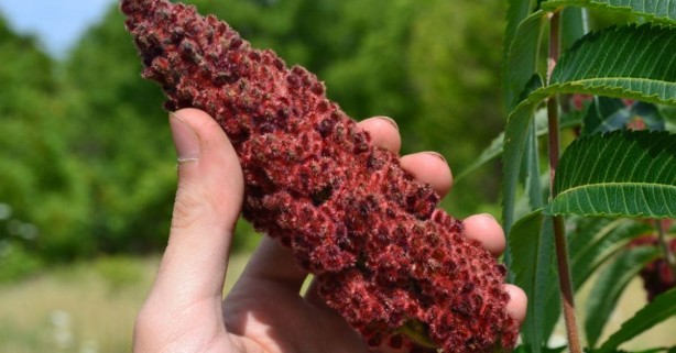 Foto - Faydalarını say say bitmiyor Bu baharatı evlerinizden eksik etmeyin