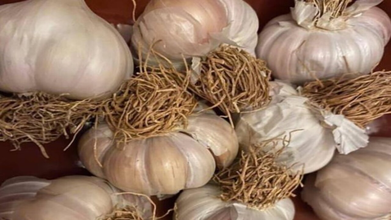 Foto - Faydası dillere destan! Japon doktorlar ısrarla bu çayı öneriyor