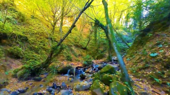 Foto - Faydası saymakla bitmiyor! İşte İstanbul'un yanıbaşındaki doğa harikası