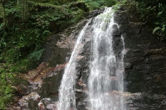 Foto - Faydası saymakla bitmiyor! İşte İstanbul'un yanıbaşındaki doğa harikası