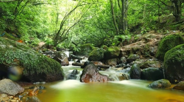 Foto - Faydası saymakla bitmiyor! İşte İstanbul'un yanıbaşındaki doğa harikası