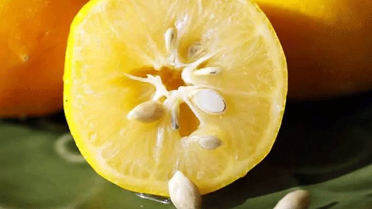 Kullanım alanlarının sonu yok: Limon çekirdeklerini sakın çöpe atmayın!