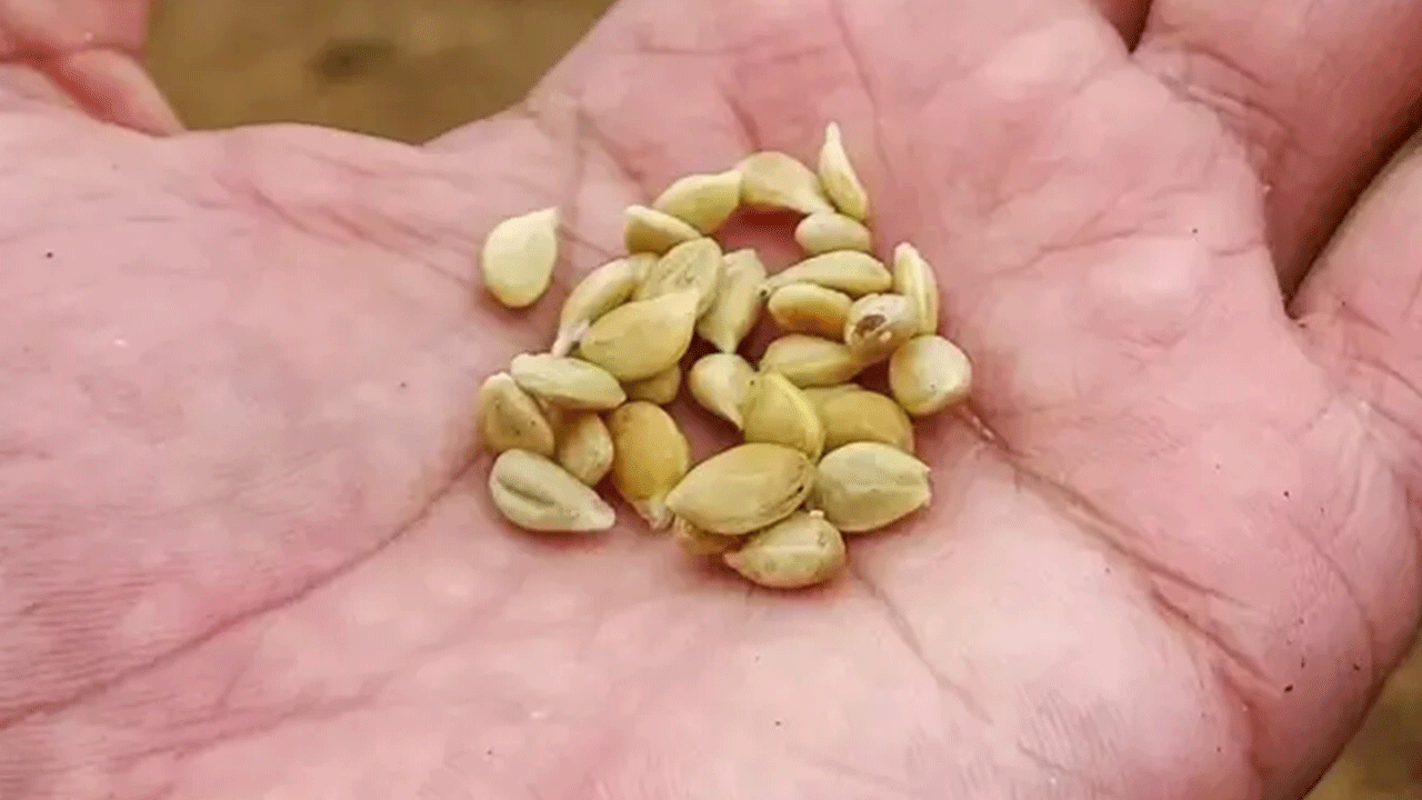 Foto - Kullanım alanlarının sonu yok: Limon çekirdeklerini sakın çöpe atmayın!