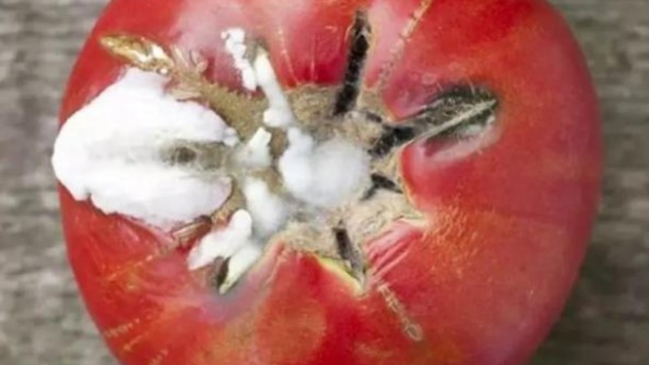 Foto - Faydası sizi şaşırtacak! Çürüyen domatesleri sakın çöpe atmayın