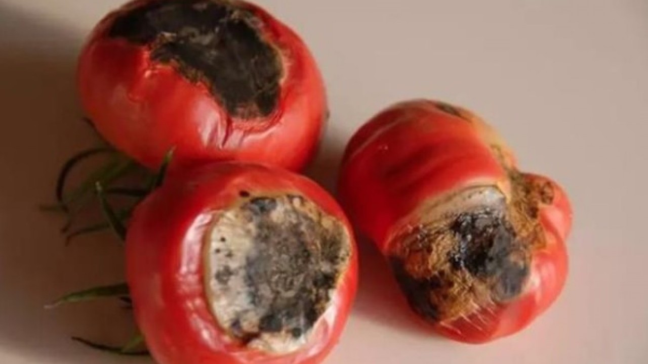Foto - Faydası sizi şaşırtacak! Çürüyen domatesleri sakın çöpe atmayın