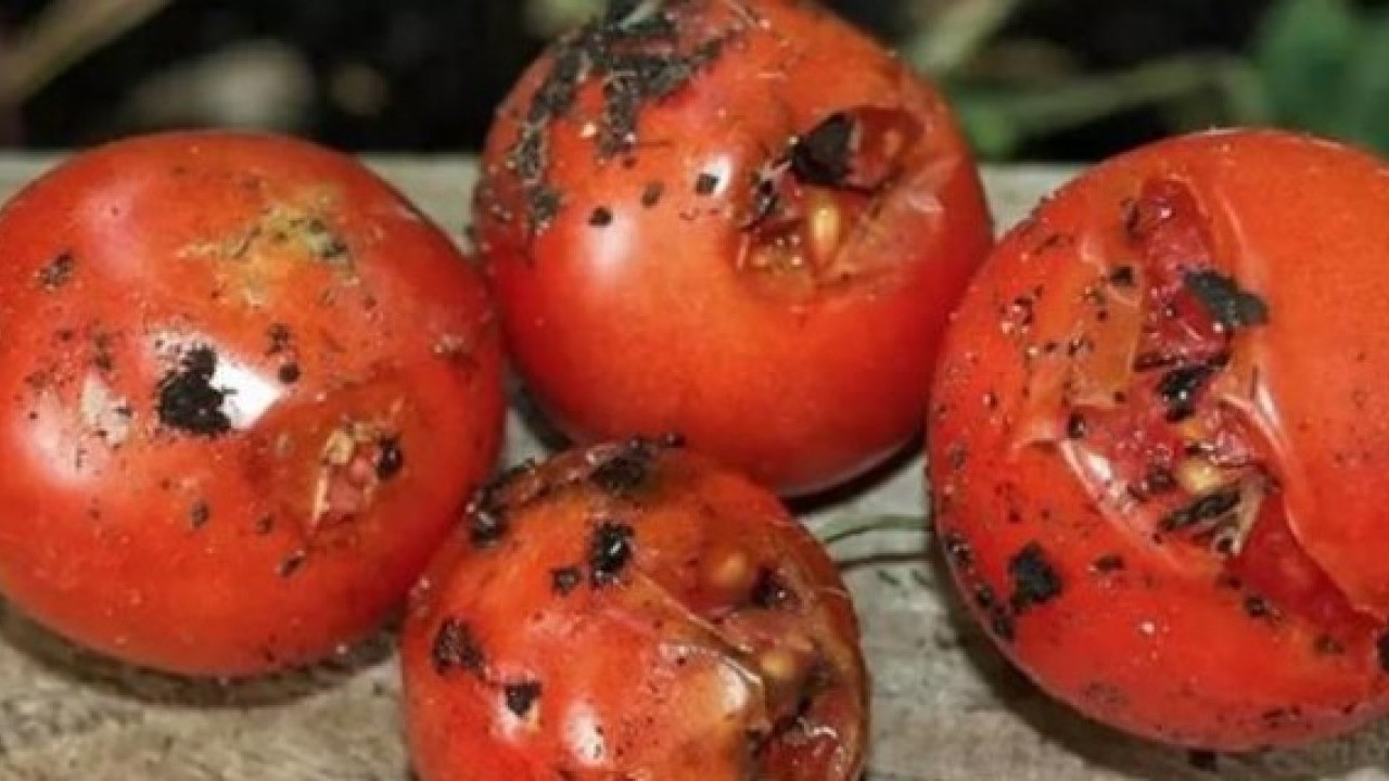 Foto - Faydası sizi şaşırtacak! Çürüyen domatesleri sakın çöpe atmayın