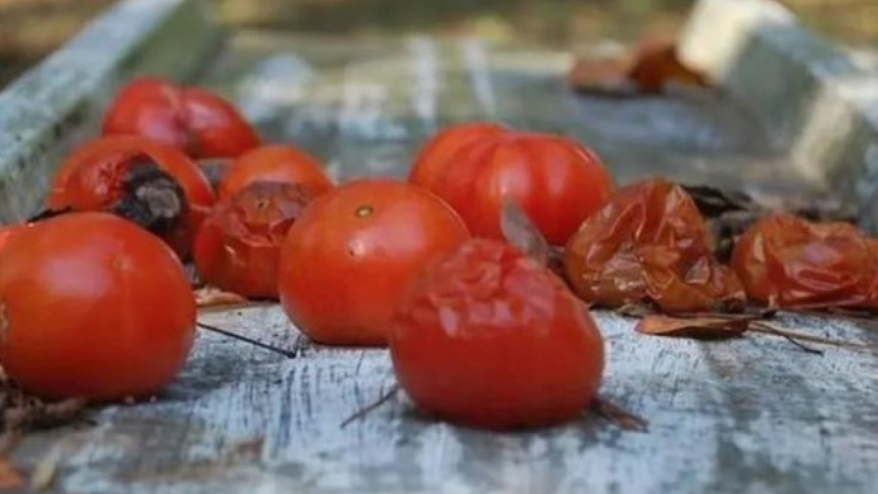 Foto - Faydası sizi şaşırtacak! Çürüyen domatesleri sakın çöpe atmayın