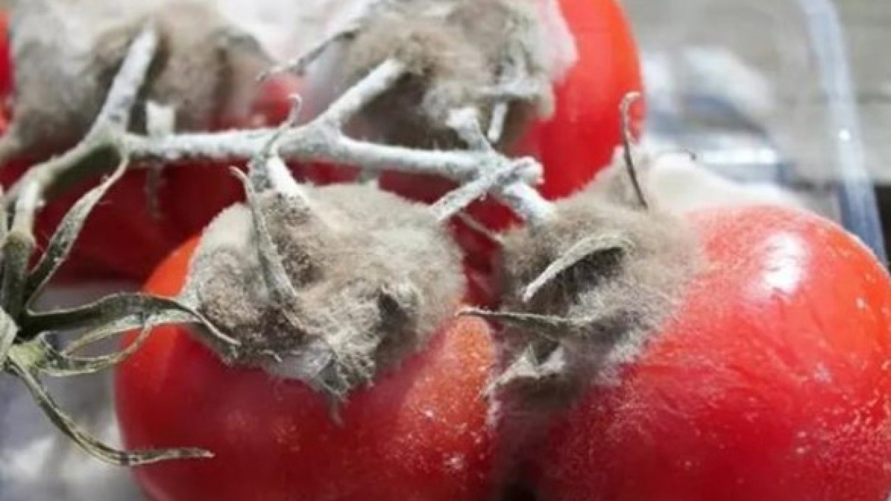 Foto - Faydası sizi şaşırtacak! Çürüyen domatesleri sakın çöpe atmayın