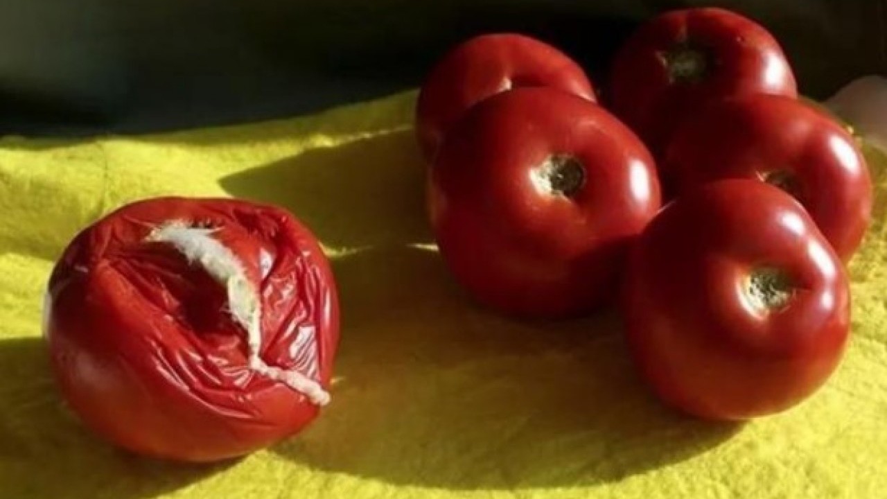 Faydası sizi şaşırtacak! Çürüyen domatesleri sakın çöpe atmayın
