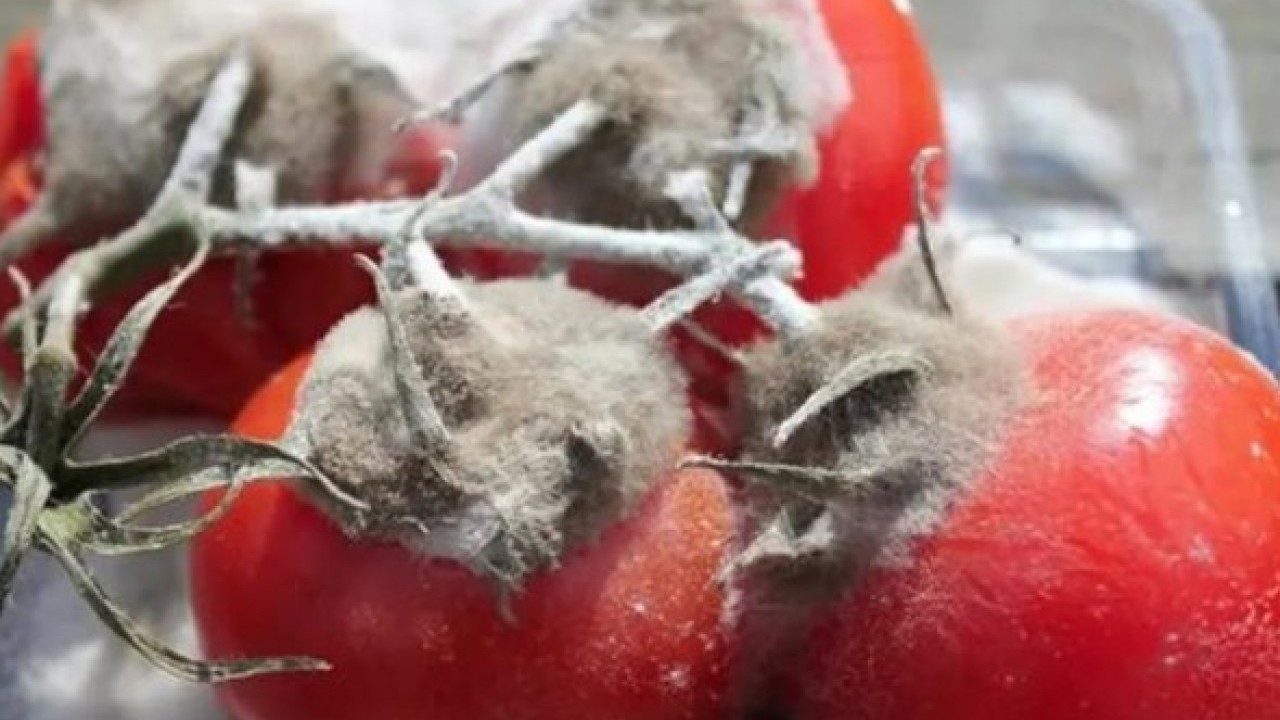 Foto - Faydası sizi şaşırtacak! Çürüyen domatesleri sakın çöpe atmayın