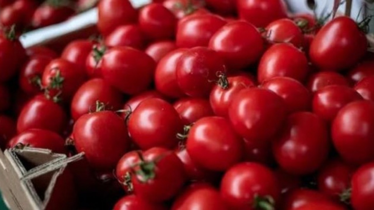 Foto - Faydası sizi şaşırtacak! Çürüyen domatesleri sakın çöpe atmayın