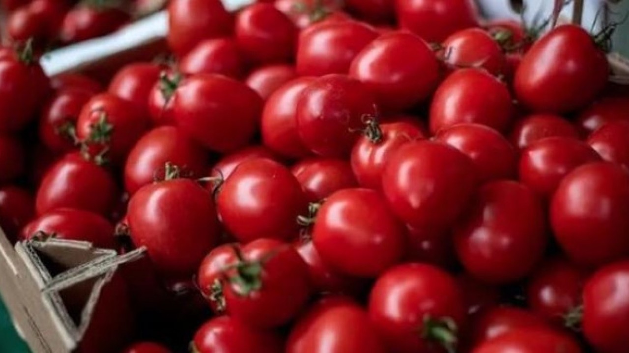 Foto - Faydası sizi şaşırtacak! Çürüyen domatesleri sakın çöpe atmayın