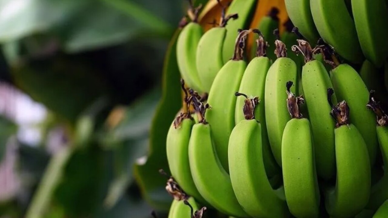 Foto - Faydasına çok şaşıracaksınız! Muz kabuğunu ayağınıza sürünce bakın ne oluyor