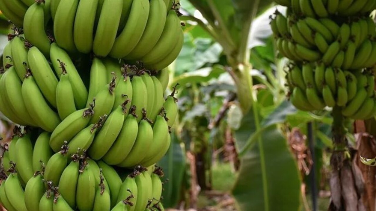 Foto - Faydasına çok şaşıracaksınız! Muz kabuğunu ayağınıza sürünce bakın ne oluyor