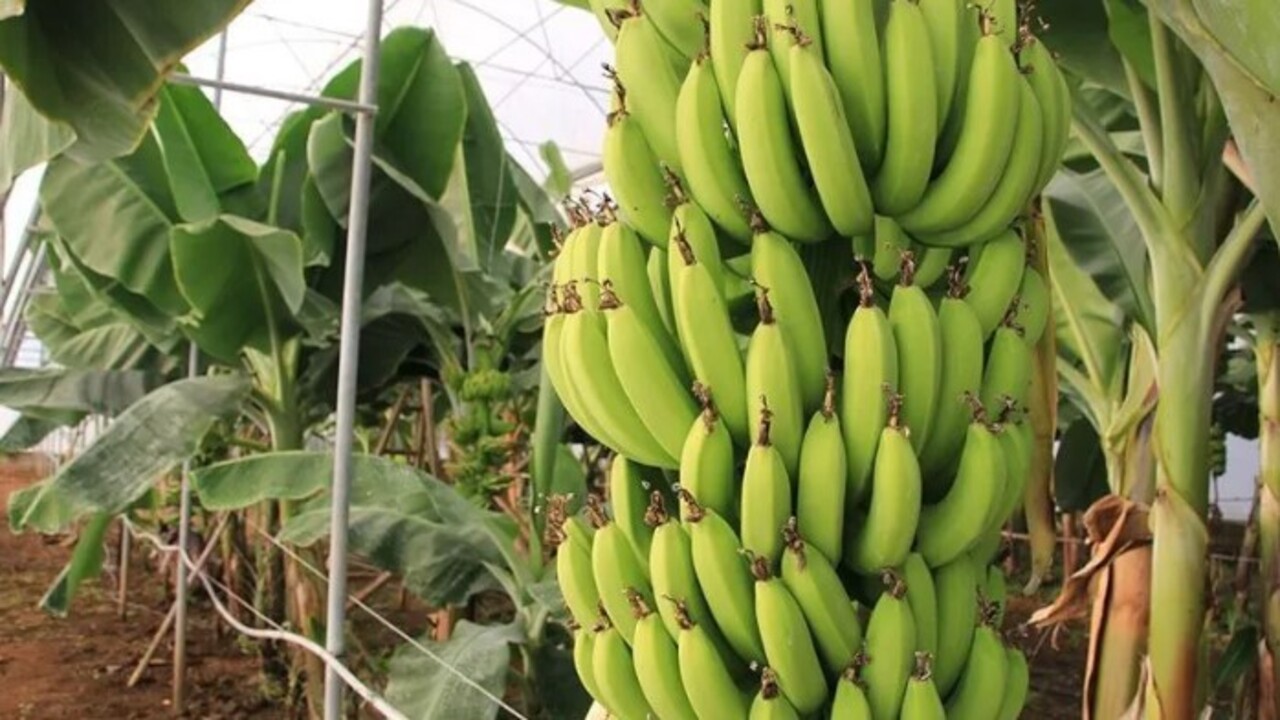 Foto - Faydasına çok şaşıracaksınız! Muz kabuğunu ayağınıza sürünce bakın ne oluyor