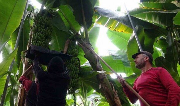 Foto - Faydasını duyan satın almak istiyor: Her iki tanesinden biri bu şehirden çıkıyor