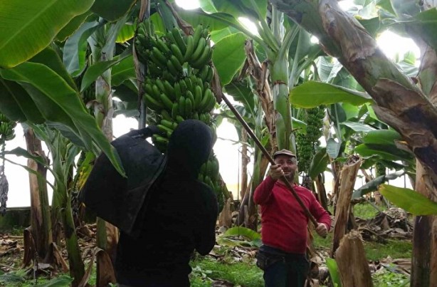 Foto - Faydasını duyan satın almak istiyor: Her iki tanesinden biri bu şehirden çıkıyor